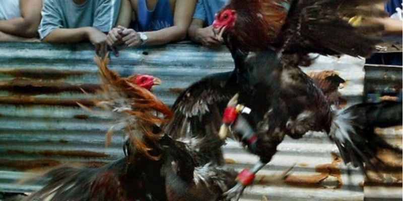 Kinh nghiệm thắng lớn khi đá gà từ cao thủ lâu năm