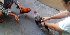 Giới thiệu về đá gà tre cựa sắt online